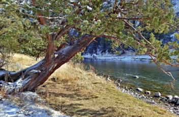 Frozen Juniper Grove