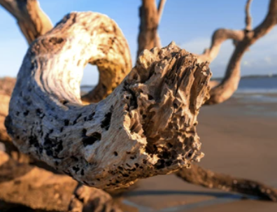 Driftwood