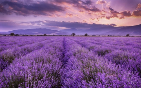 Lavandula