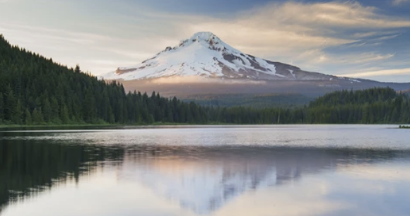 Mt. Hood Mint