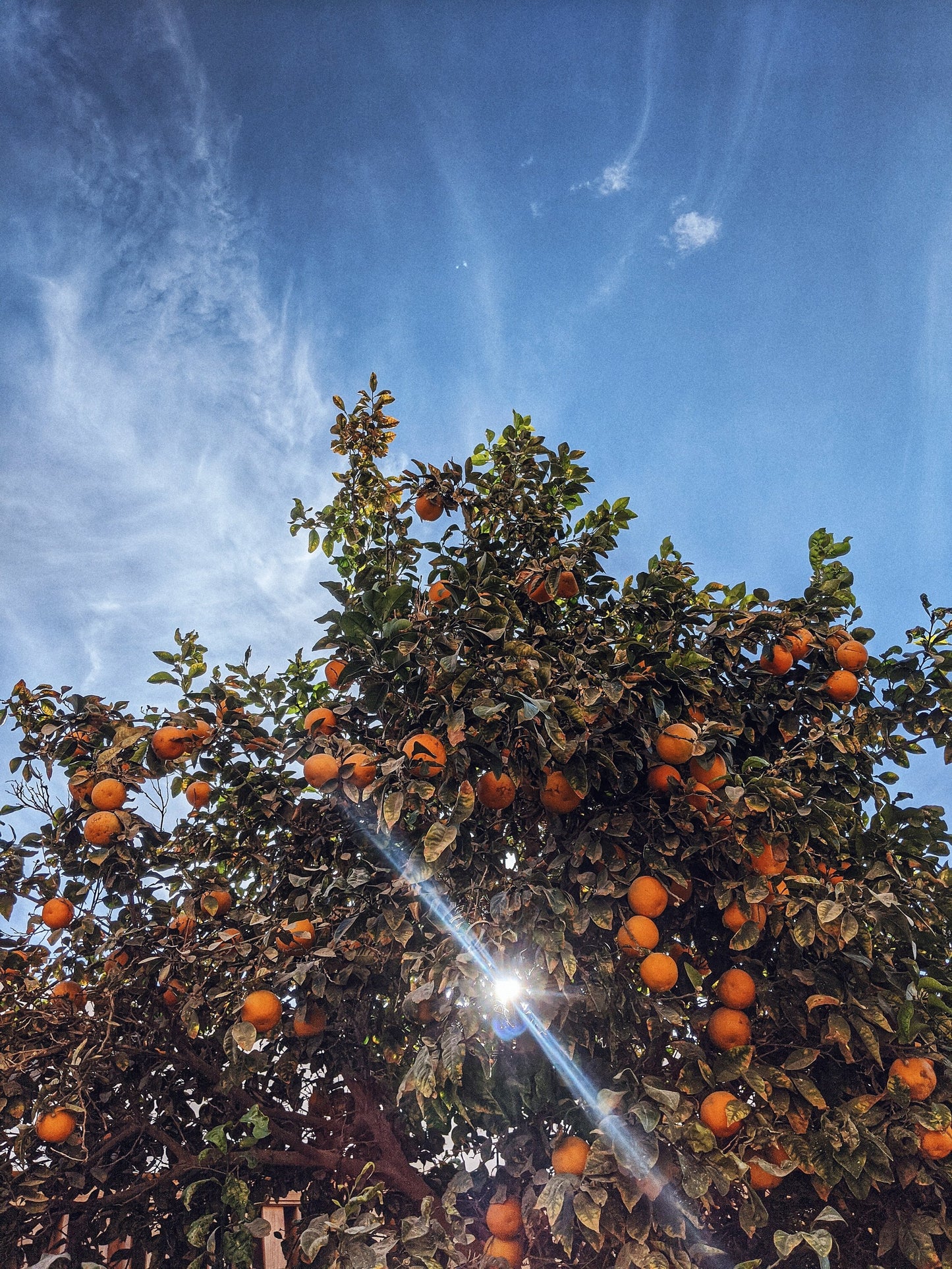 Tiny Oranges