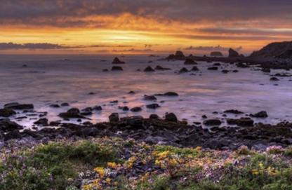 Where Wildflowers Meet the Pacific